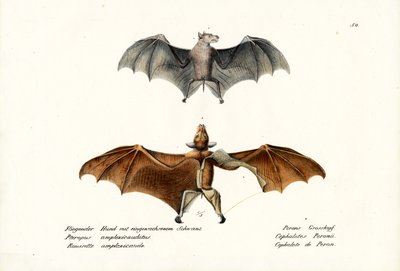 Flughunde, 1824 von Karl Joseph Brodtmann